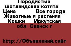 Породистые шотландские котята. › Цена ­ 5 000 - Все города Животные и растения » Кошки   . Иркутская обл.,Саянск г.